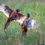 A pair of male common pheasants