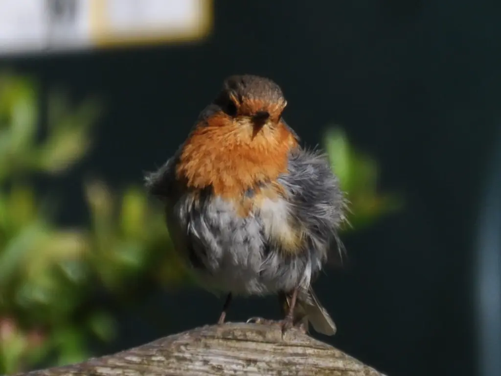 Robin in the backyard